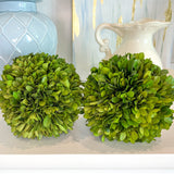 5" Preserved Boxwood Ball