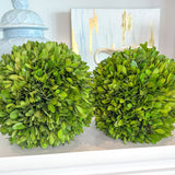 8" Preserved Boxwood Ball